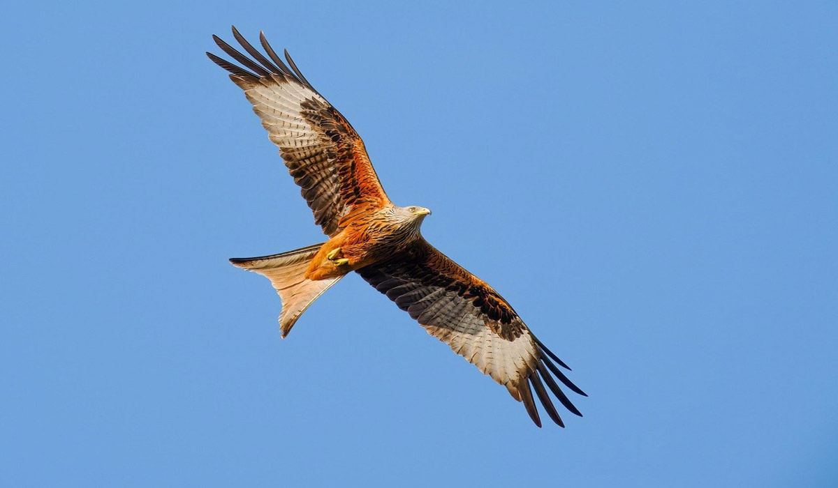 Écologue fauniste indépendante : observer, comprendre et préserver la biodiversité ordinaire et remarquable Écologue fauniste indépendante : observer, comprendre et préserver la biodiversité ordinaire et remarquable