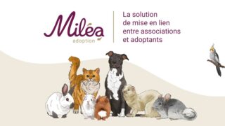 Désengorger les refuges en favorisant l’adoption responsable des animaux de compagnie, telle est la mission de Miléa adoption !