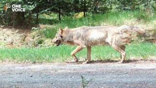 Stop à l’acharnement des éleveurs sur Milo et Mina et sur tous les autres loups !