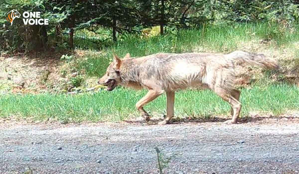 Stop à l’acharnement des éleveurs sur Milo et Mina et sur tous les autres loups !