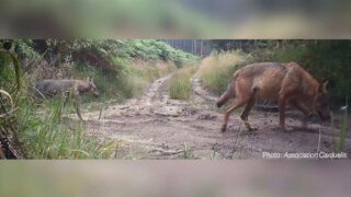 Sauvons le couple de loups du plateau de Millevaches