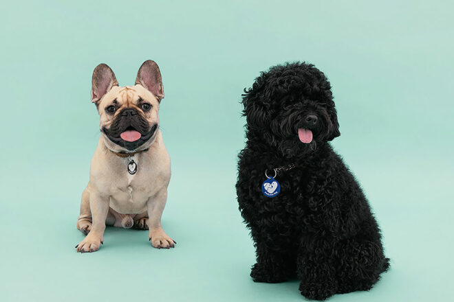 PetLova Tag : les nouvelles technologies au service des animaux de compagnie