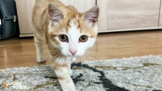 Pour Mirsou, jeune chat tué violemment, et son humaine, One Voice se porte partie civile