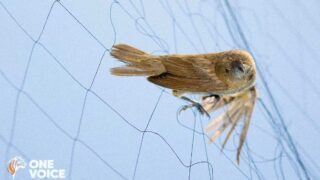 Chasses traditionnelles : des milliers d’oiseaux seront piégés dans les Pyrénées-Atlantiques & Landes