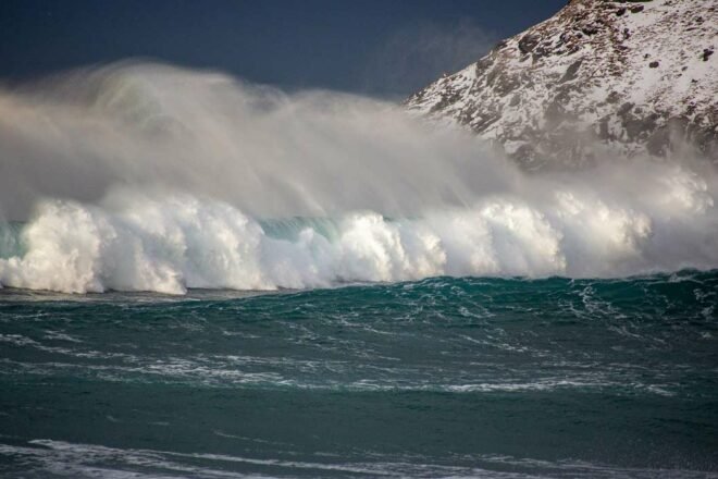 Artistes en soutien à la cause animale