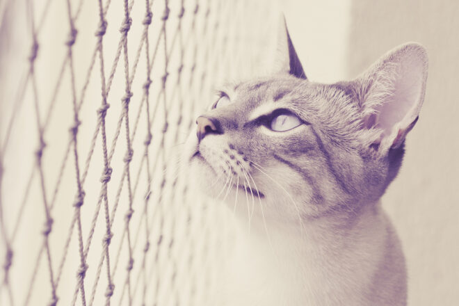 Mon Chat Mon Amour, une entreprise à la hauteur de notre amour pour les chats