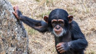 L’association  P-WAC, Project for Wildlife and Apes Conservation