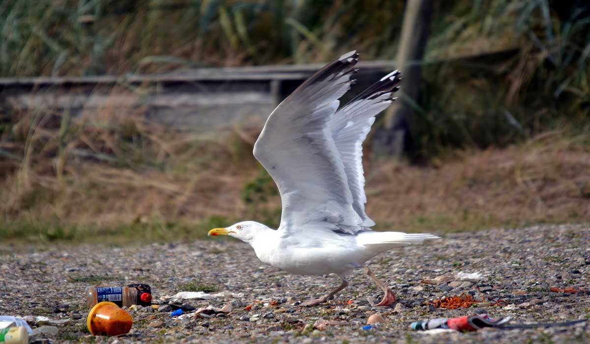 Déchets, gaspillage et protection indirecte des animaux Déchets, gaspillage et protection indirecte des animaux