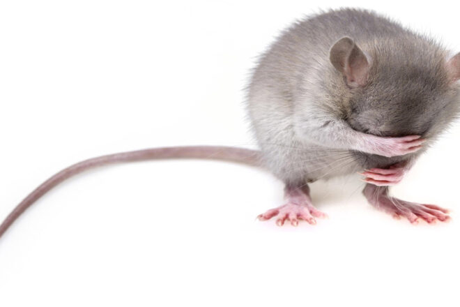 Sanctions annulées pour des collégiens ayant refusé une dissection animale