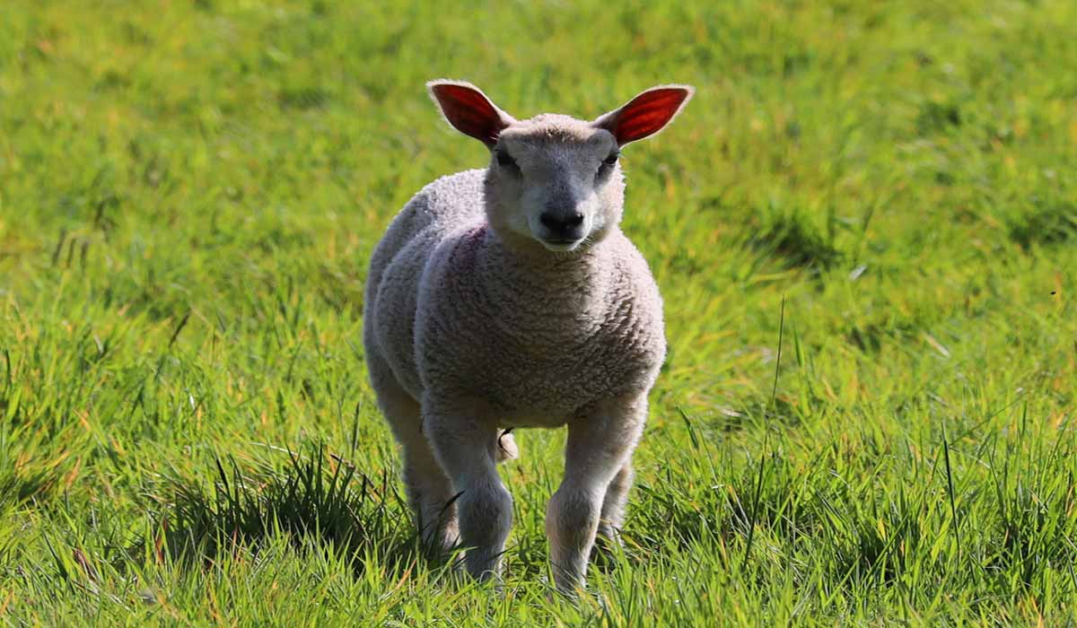 Des animaux victimes de mauvais traitements pendant plus de trois ans dans une exploitation de la Manche, à trente kilomètres d’Avranches : l’affaire rejugée en appel Des animaux victimes de mauvais traitements pendant plus de trois ans dans une exploitation de la Manche, à trente kilomètres d’Avranches : l’affaire rejugée en appel