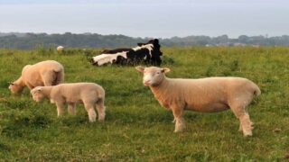 Enquête : 1 abattoir sur 2 peut abattre sans étourdissement en France