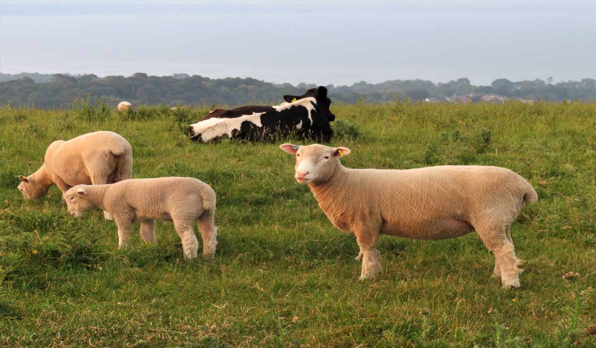 Enquête : 1 abattoir sur 2 peut abattre sans étourdissement en France