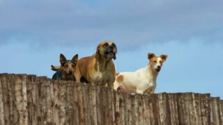L’abandon des chiens en France : comprendre les causes pour mieux agir avec MyDogSociety