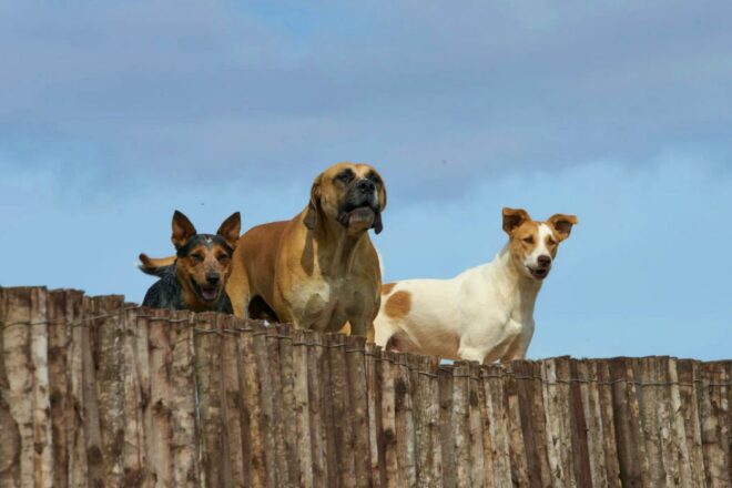 L’abandon des chiens en France : comprendre les causes pour mieux agir avec MyDogSociety