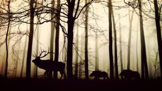 Quels pouvoirs des maires sur la chasse ? L’ASPAS édite un guide pratique 