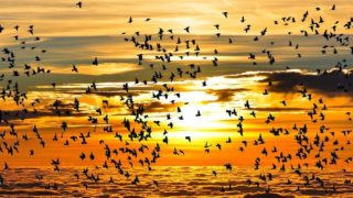 Les grands pas des oiseaux migrateurs