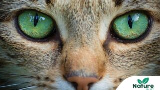 Gemmothérapie : une solution naturelle puissante pour chiens et chats