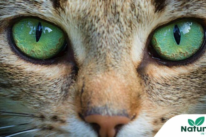 Gemmothérapie : une solution naturelle puissante pour chiens et chats