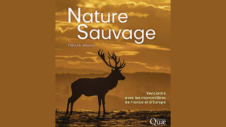 Nature Sauvage : rencontre avec les mammifères de France et d’Europe