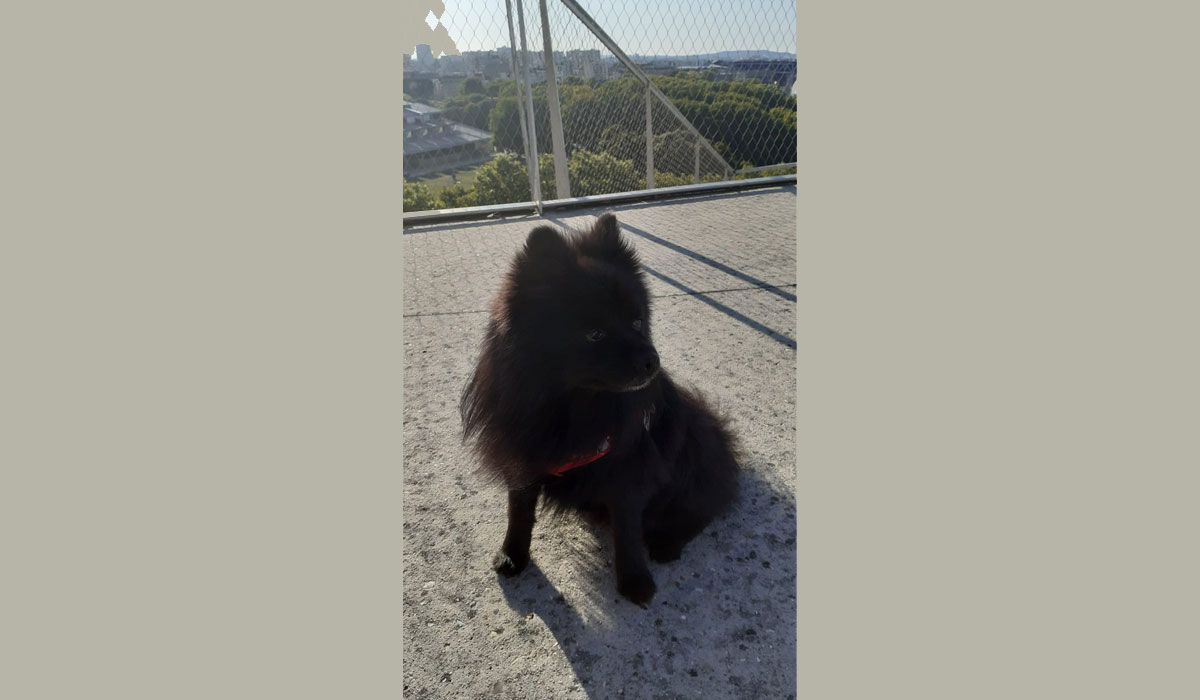 A la recherche du chien qui a tué mon chien…