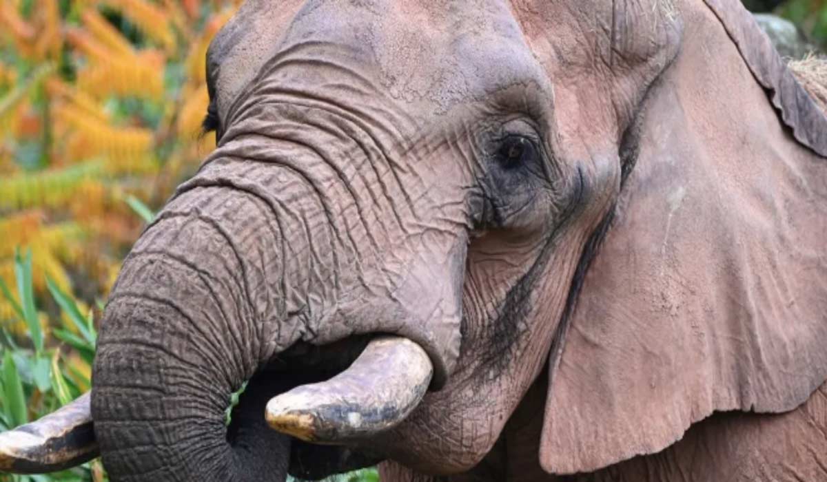 Mort de Niko, l’éléphant d’Amnéville : la captivité tue Mort de Niko, l’éléphant d’Amnéville : la captivité tue