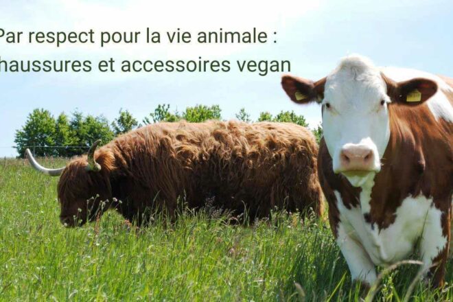 NOAH – Le pionnier des chaussures sans cuir élégantes et de haute qualité