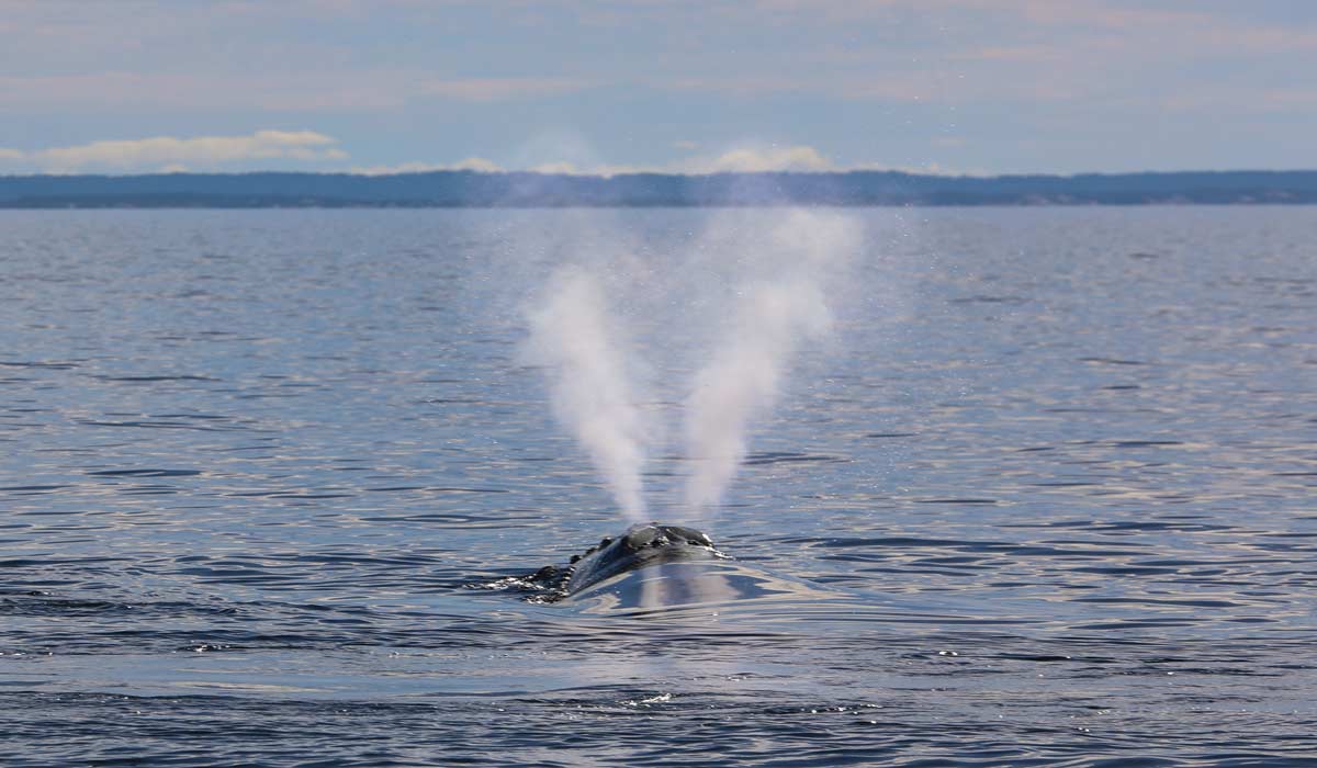 Baleines franches de l’Atlantique nord : les inquiétudes persistent malgré une apparente stabilité de sa population