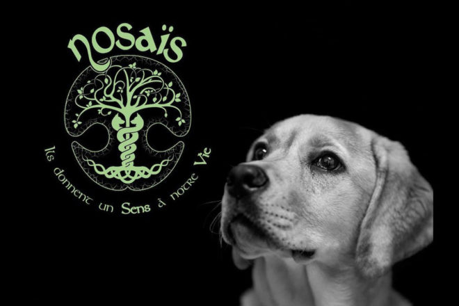 L’aventure des chiens de la Covid