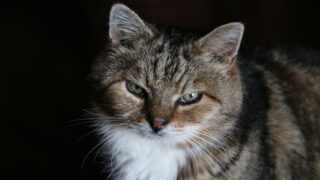 L’association Sweety Pets