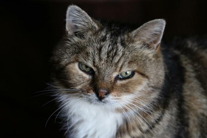 L’association Sweety Pets