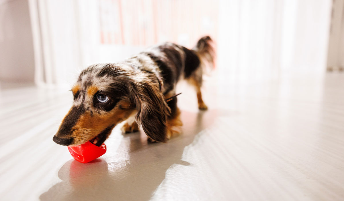 Royal Canin lance Nutriverse, une expérience immersive inédite pour aider les propriétaire à mieux comprendre la nutrition dont leurs chiens et chats ont besoin
