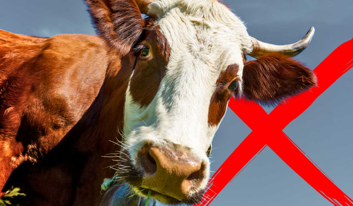 Dermatose Nodulaire Contagieuse bovine : un appel à la raison, pour une politique sanitaire humaine et préventive