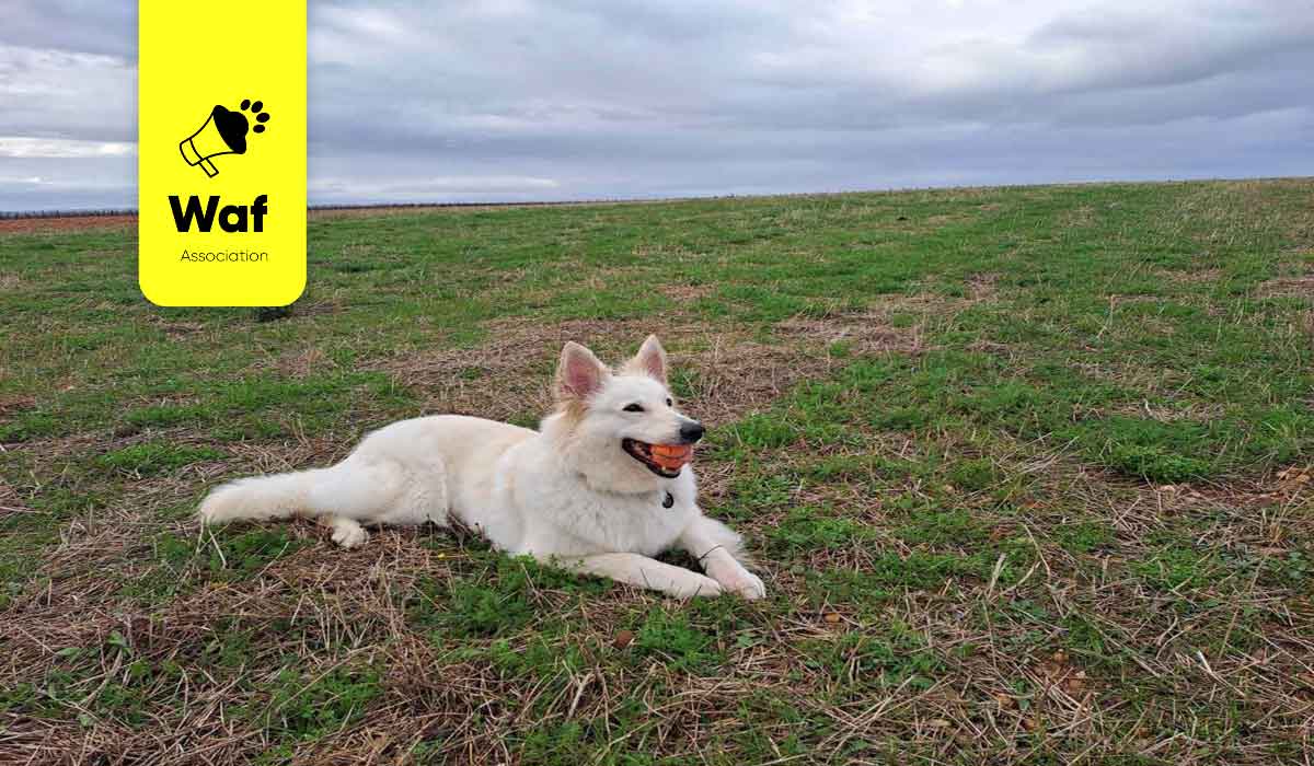 Qui a vu O’Bella ? Qui a vu O’Bella ?