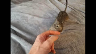 Une seconde vie, des NACS et un chat !