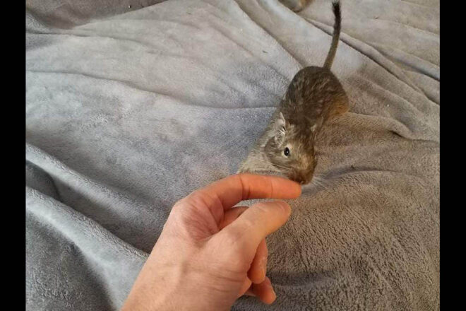 Une seconde vie, des NACS et un chat !