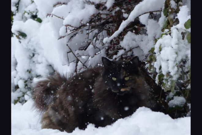 Présentation de l’association OHANA, basée en Isère