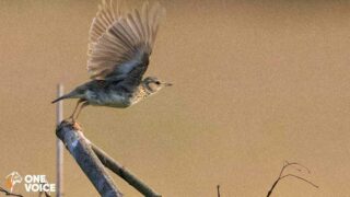 Victoire pour les oiseaux : les chasses traditionnelles définitivement interdites 
