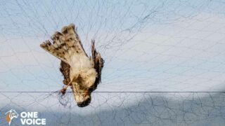 Chasses traditionnelles : le gouvernement choisit le passage en force par une porte dérobée