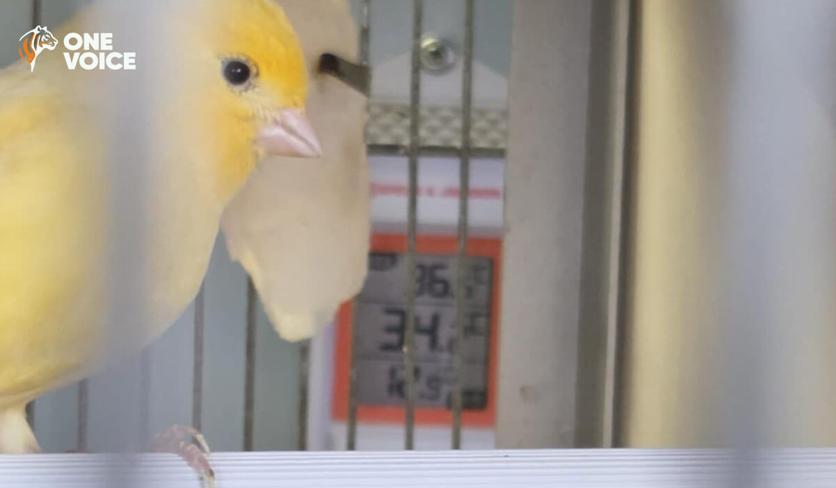 Canicule et souffrance animale au Jardiland de Perpignan : il faut que cela cesse