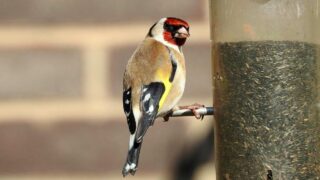 Saisie de 45 chardonnerets lors d’une intervention conjointe à Nice