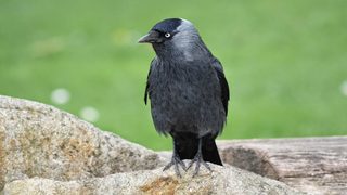 Renards, martres, corvidés… One Voice attaque l’arrêté qui condamne des millions d’animaux jugés nuisibles