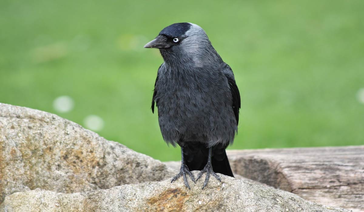 Renards, martres, corvidés… One Voice attaque l’arrêté qui condamne des millions d’animaux jugés nuisibles Renards, martres, corvidés… One Voice attaque l’arrêté qui condamne des millions d’animaux jugés nuisibles