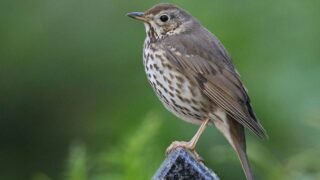 Les chasses traditionnelles de capture des oiseaux  