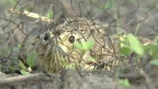 Clap de fin pour les chasses traditionnelles ? Audience de One Voice le 4 avril au Conseil d’État !