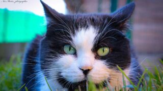Le refuge pour Chats Droit de Vivre