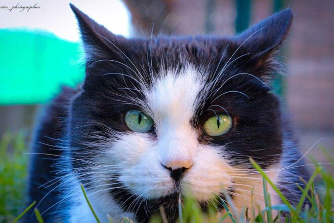 Le refuge pour Chats Droit de Vivre
