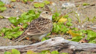 Chasses traditionnelles aux alouettes : Victoire ! Le Conseil d’État suspend en urgence les arrêtés