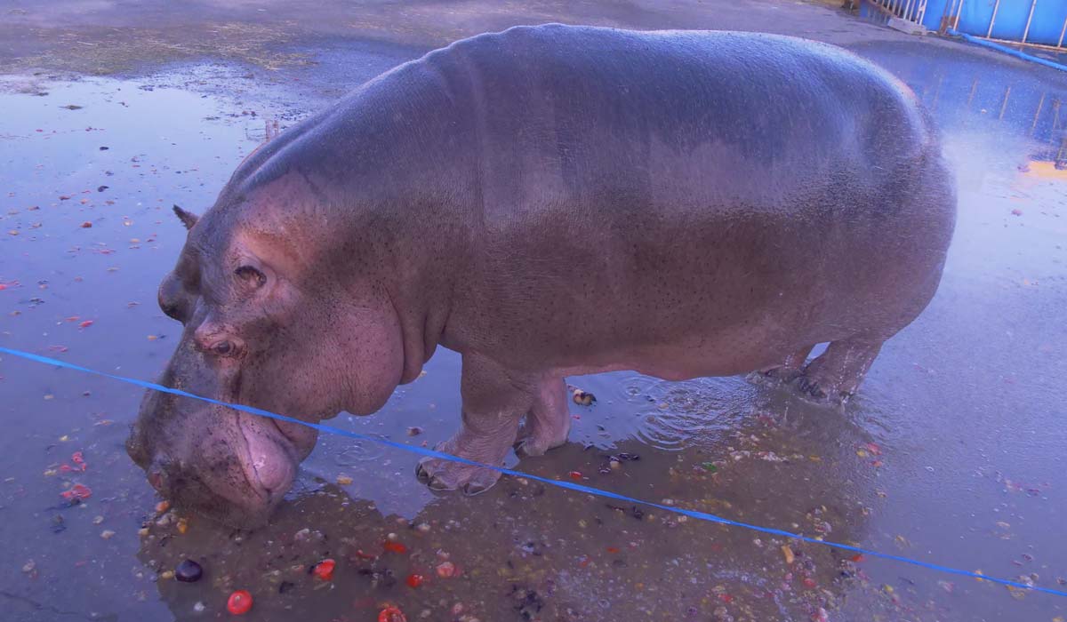 Jumbo : le déni de l’État face à une souffrance pourtant documentée 