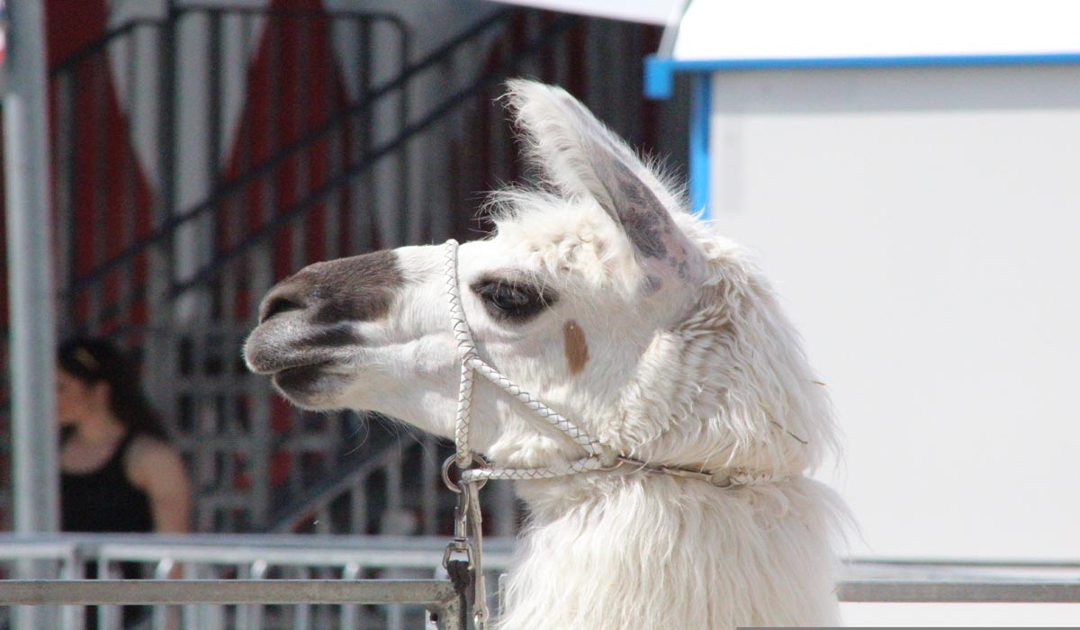 Pour des cirques sans animaux, One Voice se mobilise partout en France