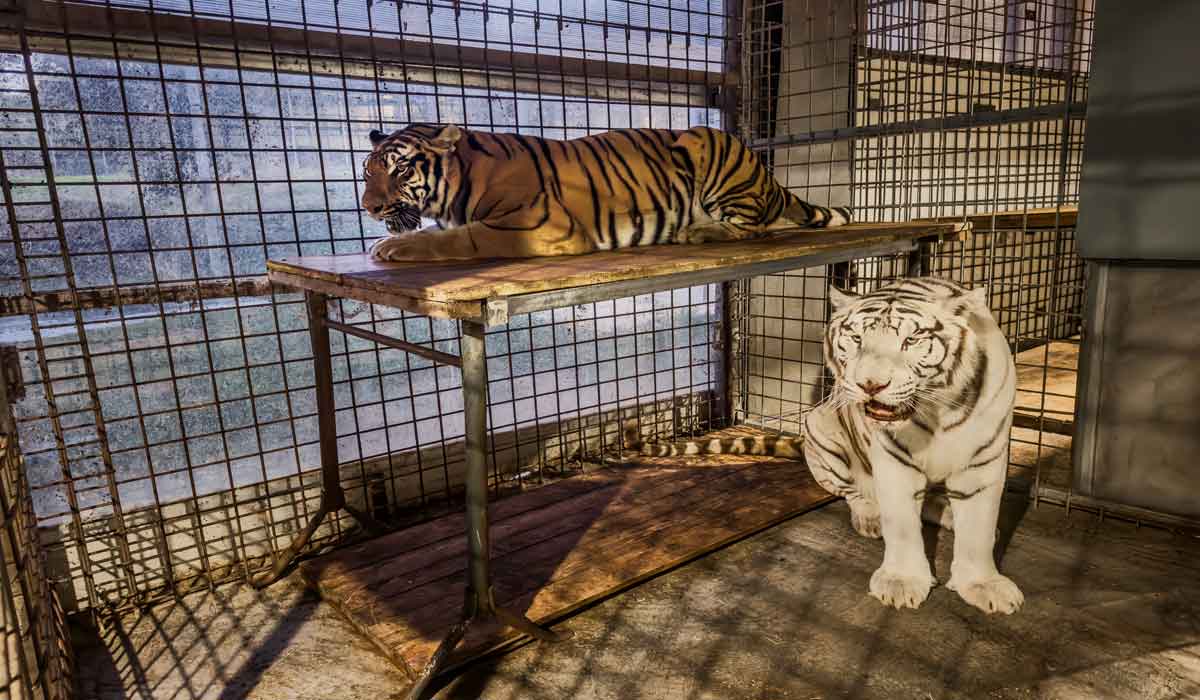 One Voice vient d’accueillir les fauves du cirque Hartini-Muller dans son sanctuaire en Italie One Voice vient d’accueillir les fauves du cirque Hartini-Muller dans son sanctuaire en Italie